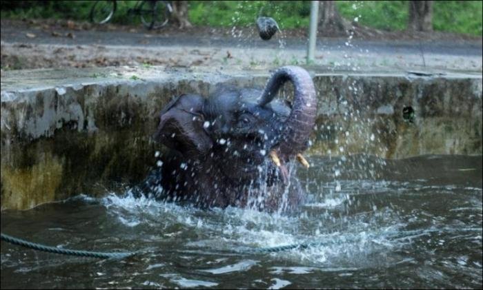 Слон упал в бассейн (6 фото)