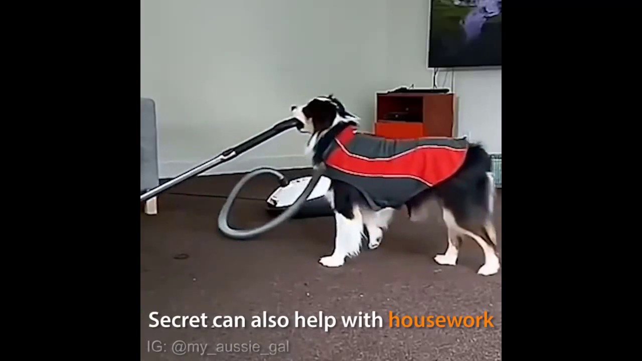 Ну очень умный пес