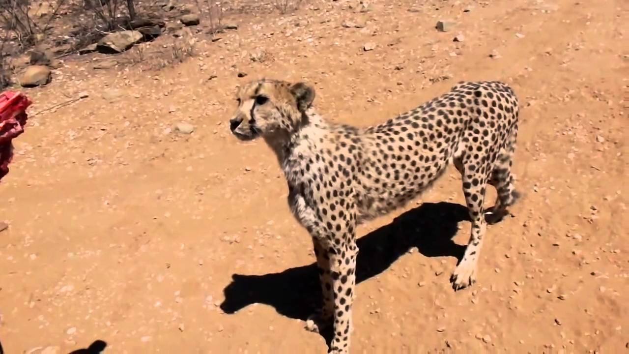 Леопард просит еды