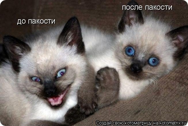 Котоматрица - смешные коты, юмор!