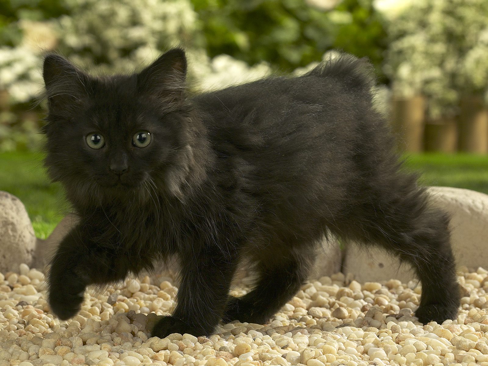 Чёрные коты (36 фото)