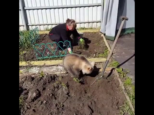 Медвежонок помогает хозяевам садить картошку