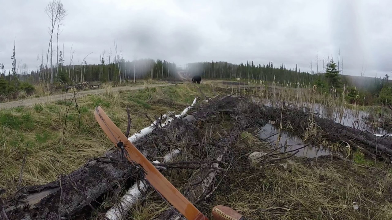 Канадский охотник пошел на медведя вооруженный луком