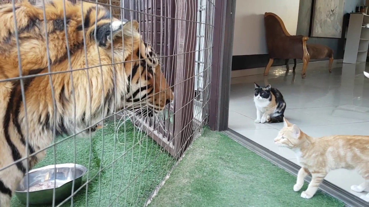 Мать-кошка смотрит за своими котятами которые гуляют возле большого Тигра