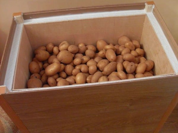 Картошка. Как сохранить картошку и как собирают с полей?