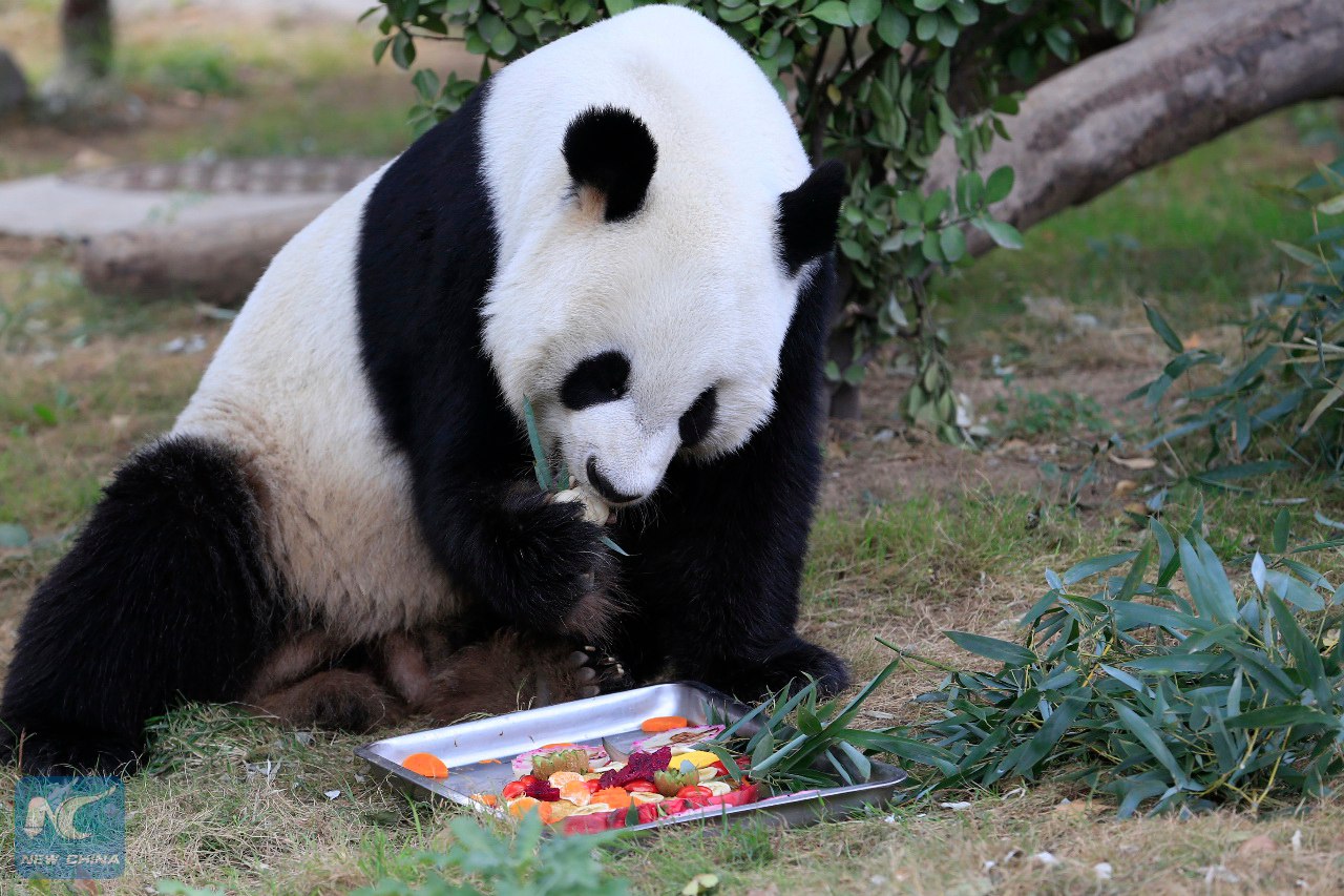 Китайские работники Цзинаньского зоопарка поздравили панд Яцзи и Дундун с праздником