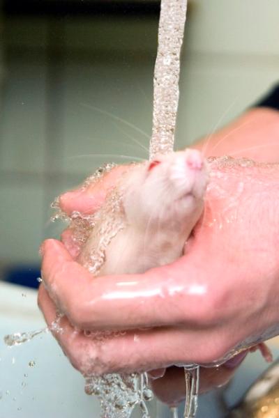 Можно мыть мышей