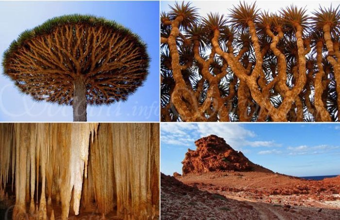Остров Socotra (15 фото)