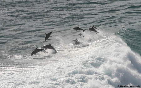 Дельфины - серферы (2 фото)