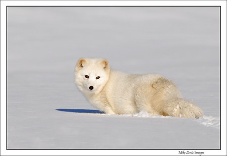 Лиса из Арктики (6 фото)