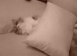 Как будили кота
