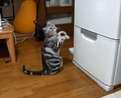 Кот колдует на холодильник