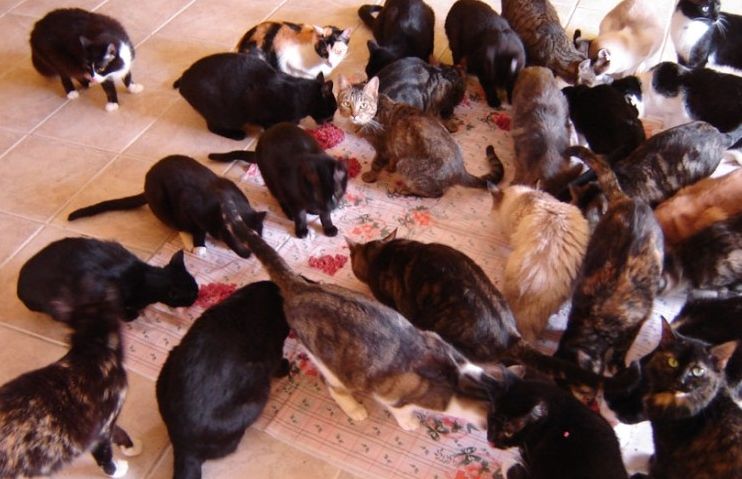 Кошкин дом (12 фото)