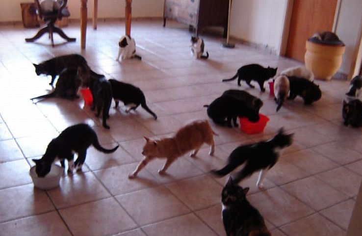 Кошкин дом (12 фото)