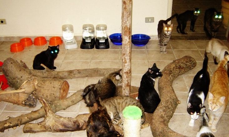 Кошкин дом (12 фото)