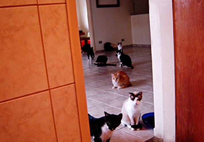 Кошкин дом (12 фото)