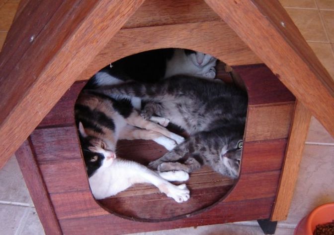 Кошкин дом (12 фото)
