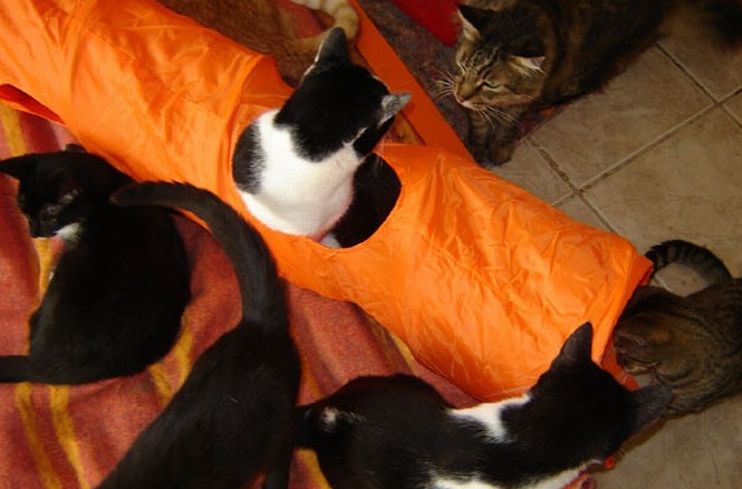 Кошкин дом (12 фото)