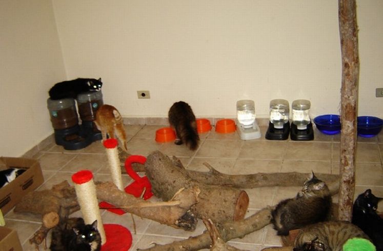 Кошкин дом (12 фото)