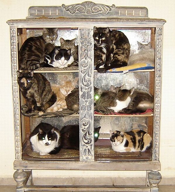 Кошкин дом (12 фото)