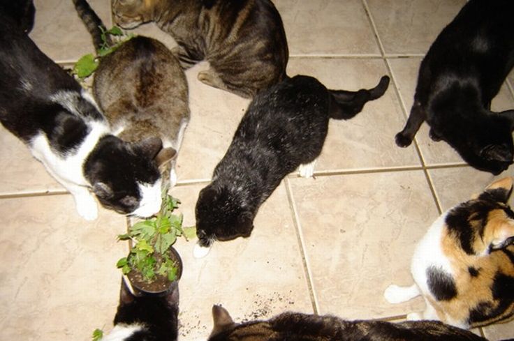 Кошкин дом (12 фото)