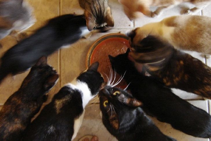 Кошкин дом (12 фото)