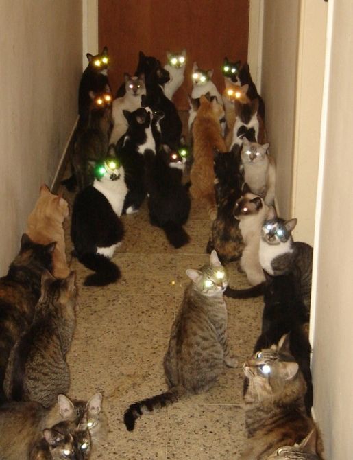 Кошкин дом (12 фото)