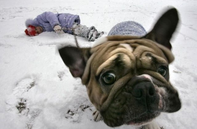 Смешные зверушки (30 фото)