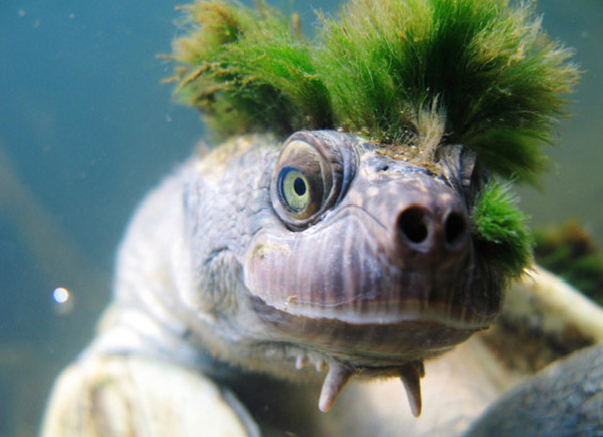 Смешные зверушки (30 фото)