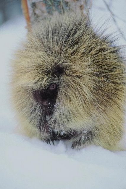 Смешные зверушки (30 фото)