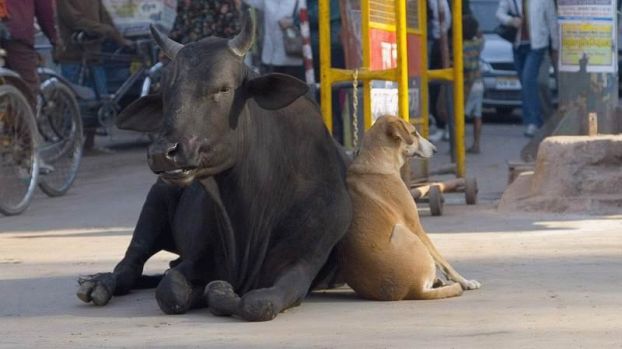 Смешные зверушки (30 фото)