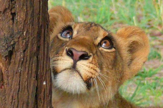 Смешные зверушки (30 фото)