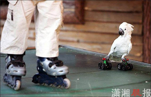 Смешные зверушки (30 фото)