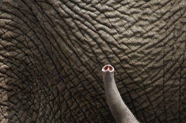 Смешные зверушки (30 фото)