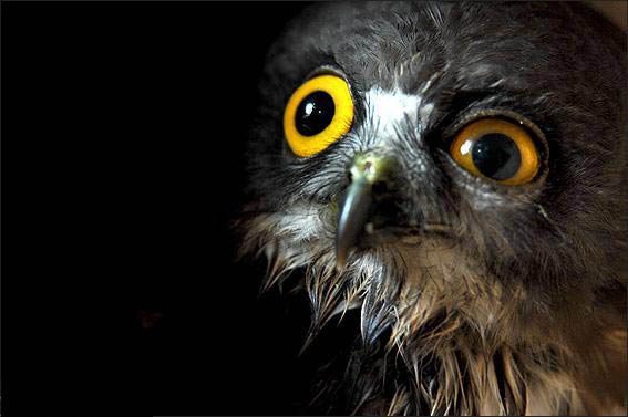 Смешные зверушки (30 фото)