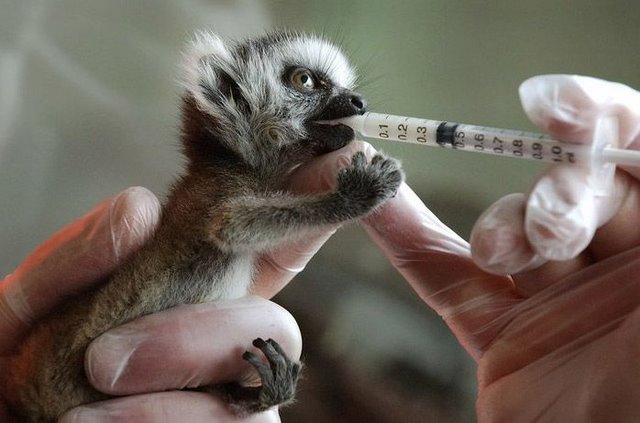 Смешные зверушки (30 фото)