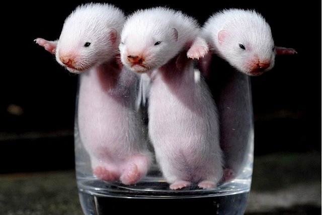 Смешные зверушки (30 фото)