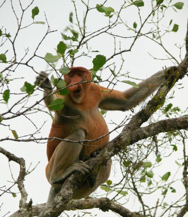 Смешные обезьянки (15 фото)