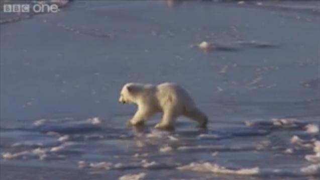 Медведица учит медвежонка ходить по льду