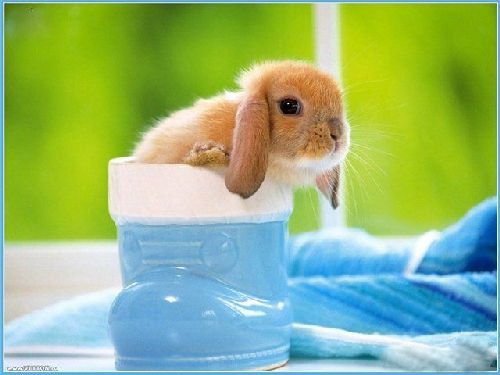 Смешная животинка...