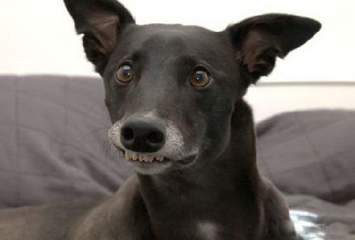 Смешная животинка...