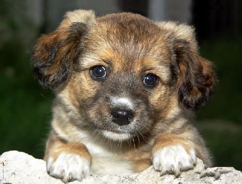 Смешная животинка...