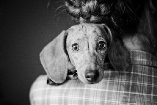 Смешная животинка...