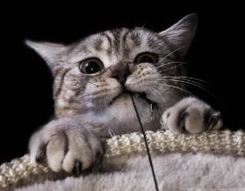 Смешная животинка...