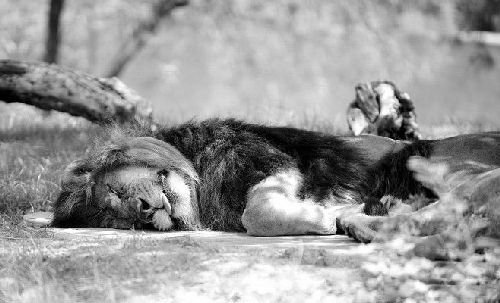 Смешная животинка...