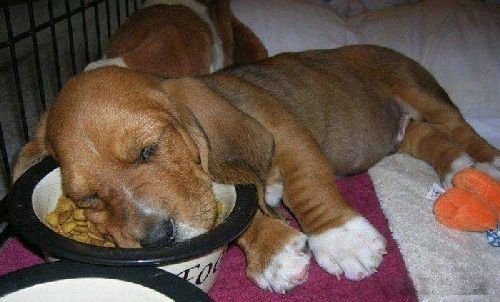 Смешная животинка...