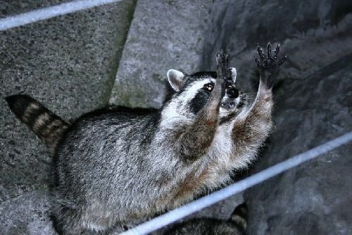 Смешная животинка...