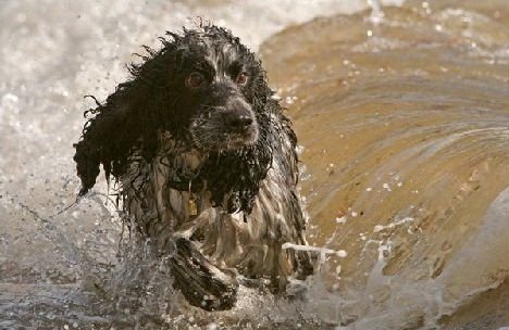 Смешная животинка...