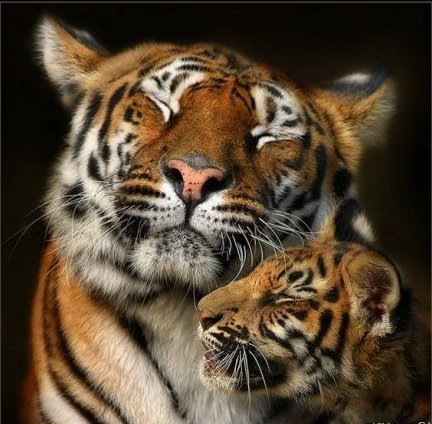 Смешная животинка...