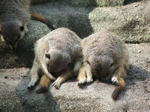 Смешная животинка...